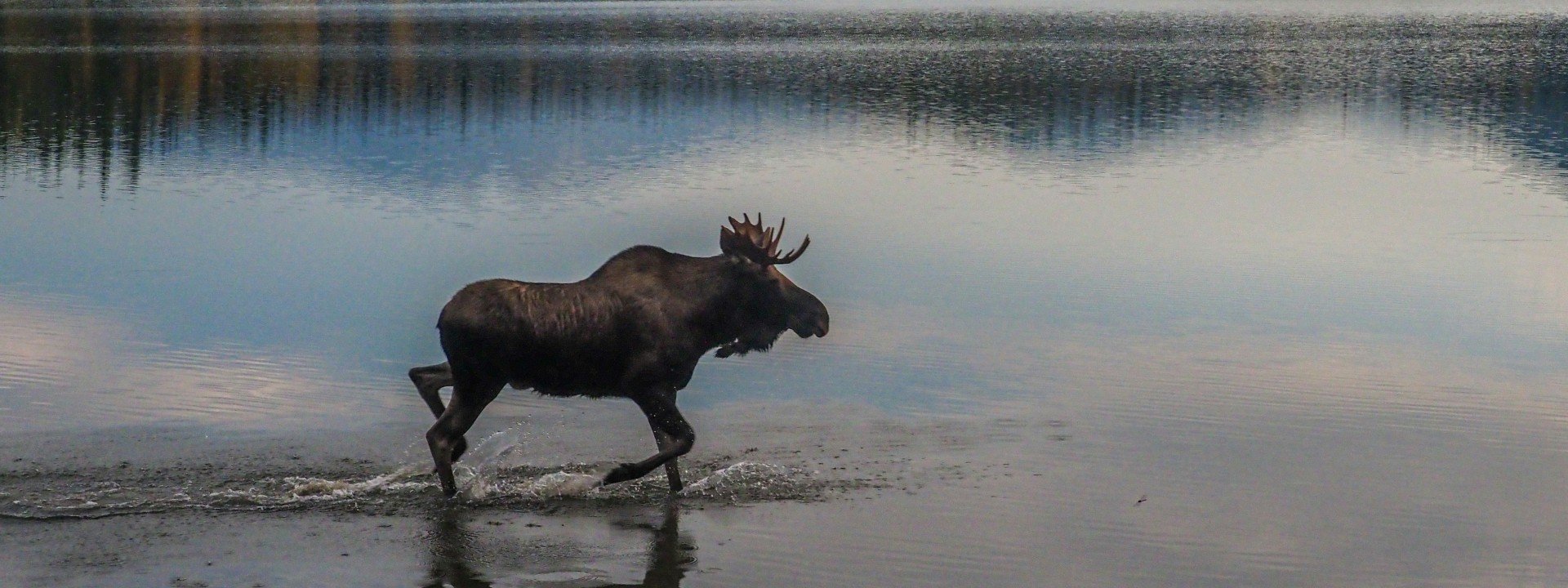 Native American Loan Words in English: a moose walks through a lake. Moose is a Native American loan word.