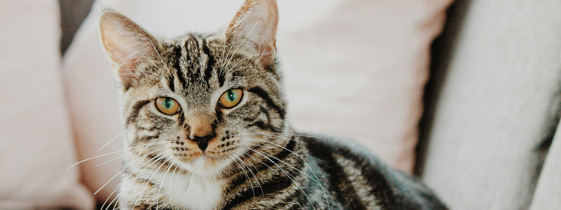 Cat vocabulary: A striped cat sits on a white couch